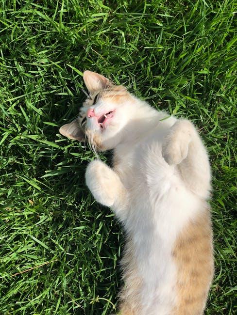 Feline⁤ Antics: The Hilarious‌ Moments That Brighten Your Day