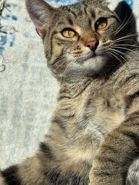 Whisker Wonders: Fun and Functional Gadgets for Cat Enthusiasts