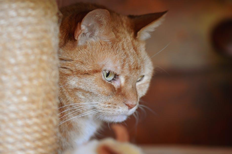 Cozy Corners: Creating the Ultimate Cat Lover’s Sanctuary at Home