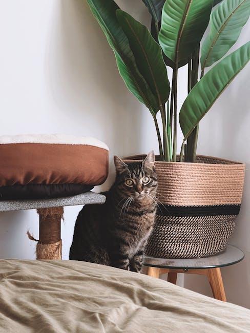 The Cozy Cat Cave: A Snug Hideaway for Ultimate Comfort