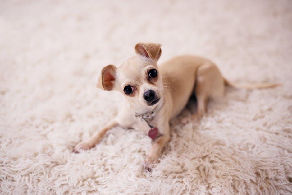 Essential Packing Tips for Your Pup's Ultimate Comfort