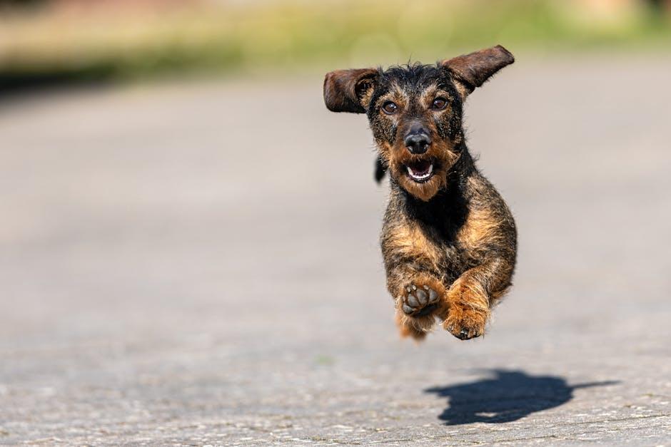 get Started with Online Dog Training platforms That Everyone is Raving ⁣About