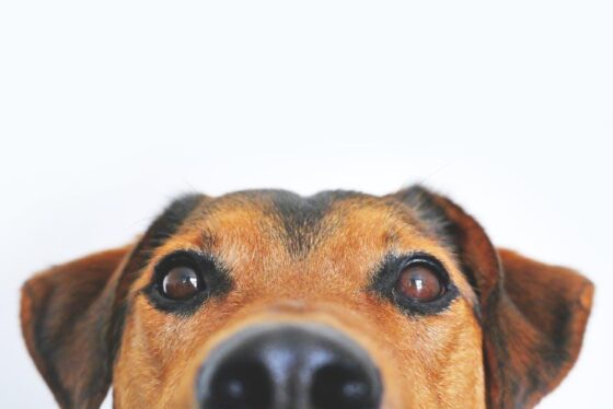 Paw-some Adventures: The Best Dog Travel Reviews Unleashed!
