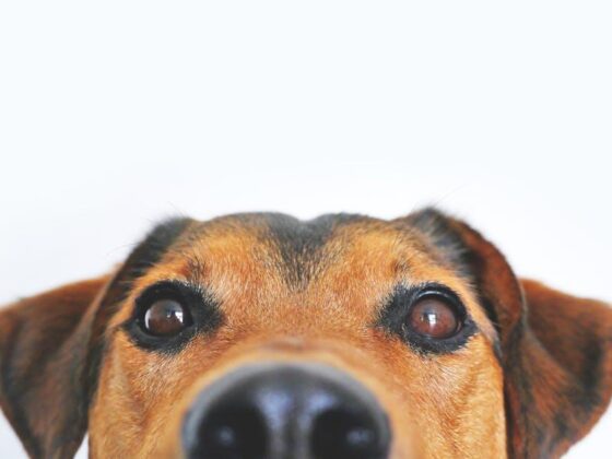 Paw-some Adventures: The Best Dog Travel Reviews Unleashed!
