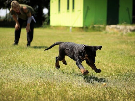 Mastering Dog Training at Home: Tips for Fun and Success!