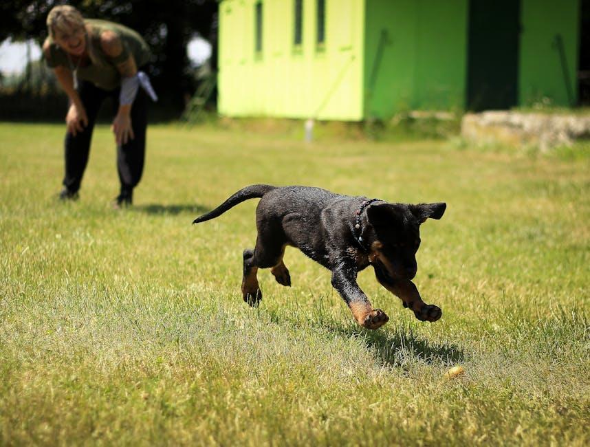 Mastering Dog Training at Home: Tips for Fun and Success!