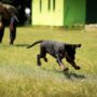 Unlock Your Pup’s Potential with Fun Dog Training Videos!