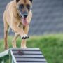 Fetch the Basics: Easy Dog Training Tips for Newbies!