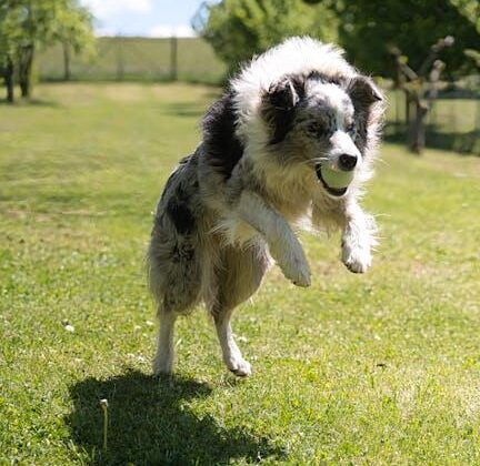 Fetch These Essential Dog Training Tips for Newbies!