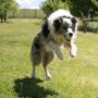 Fetch These Essential Dog Training Tips for Newbies!