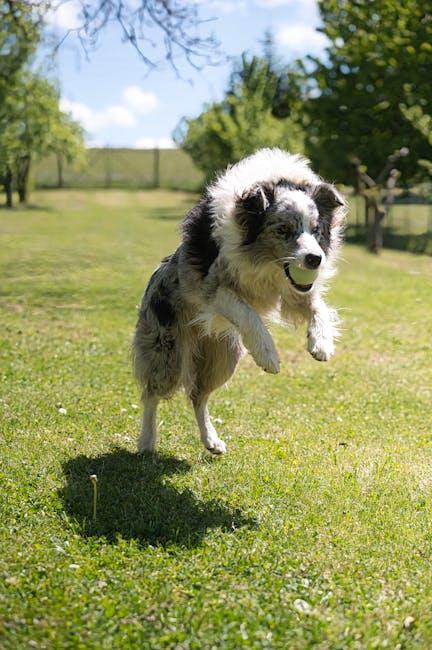Fetch These Essential Dog Training Tips for Newbies!
