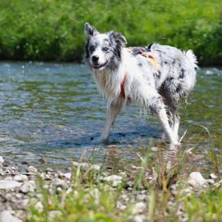 Ruff Adventures: Honest Reviews on Dog-Friendly Travels!