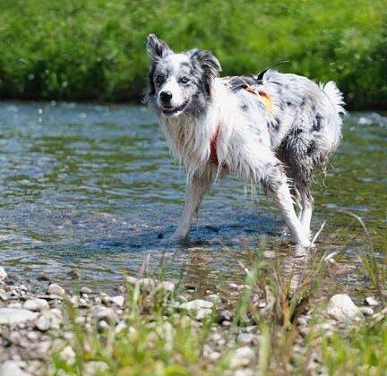 Ruff Adventures: Honest Reviews on Dog-Friendly Travels!