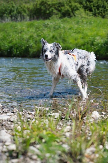 Ruff Adventures: Honest Reviews on Dog-Friendly Travels!