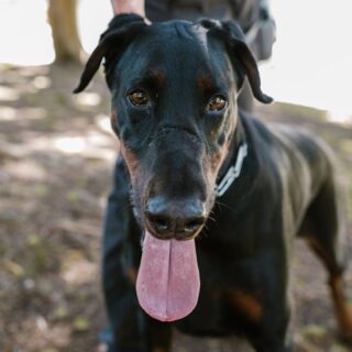 Unleash the Fun: Easy Tips for Happy Dog Training Adventures!