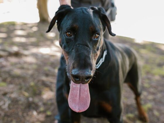 Unleash the Fun: Easy Tips for Happy Dog Training Adventures!
