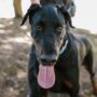 Unleash the Fun: Easy Tips for Happy Dog Training Adventures!