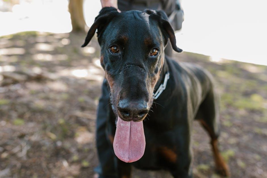 Unleash the Fun: Easy Tips for Happy Dog Training Adventures!