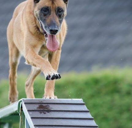 Unleash Your Pup’s Potential: Online Dog Training Made Fun!