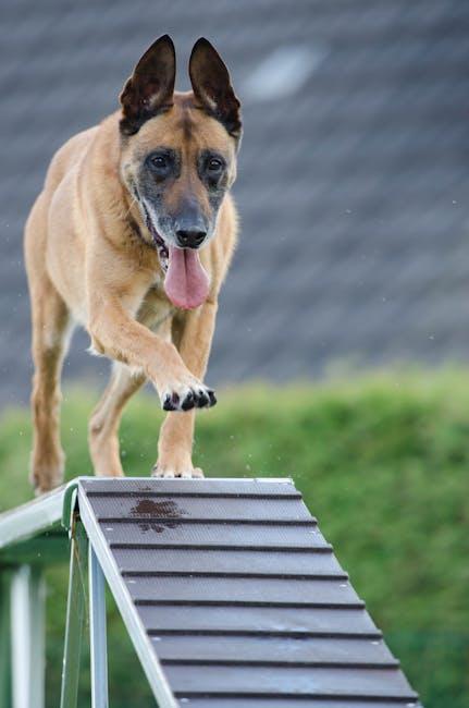 Unleash Your Pup’s Potential: Online Dog Training Made Fun!