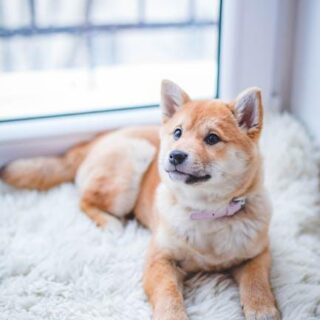 Fetching Adventures: Your Ultimate Guide to Dog Travel!