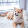 Fetching Adventures: Your Ultimate Guide to Dog Travel!