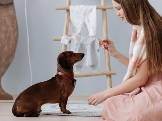 Mastering Home Dog Training: Tips for Happy Pups!