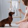 Mastering Home Dog Training: Tips for Happy Pups!