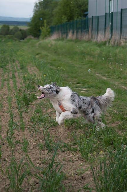 Discover the Joy of Learning Together with Online Dog Training